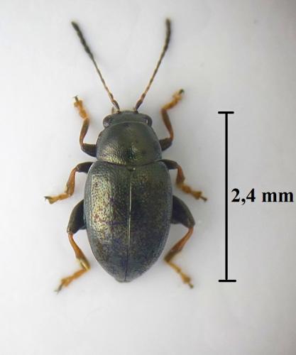 Chaetocnema aridula
